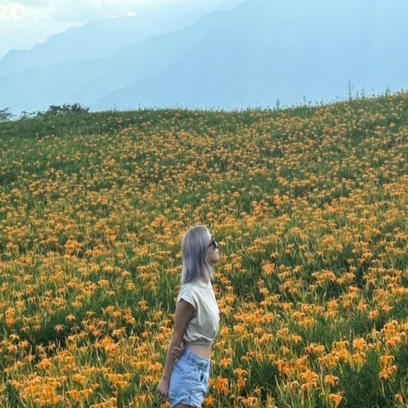【花蓮振興方案｜4人成行】花蓮賞鯨+新城老街｜六十石山金針花二日遊